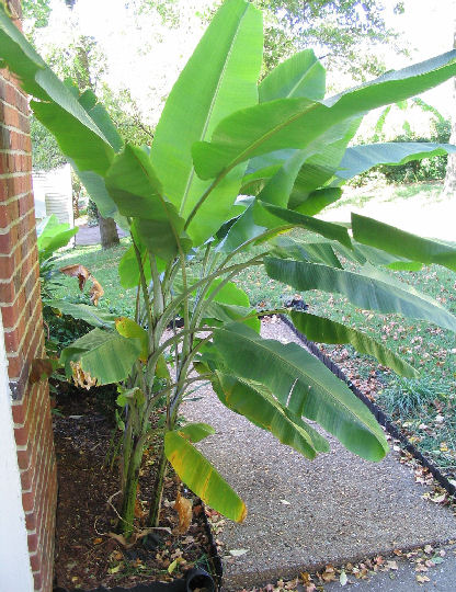 Yunnan banana 